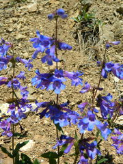 Penstemon elegantulus