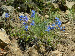 Penstemon elegantulus