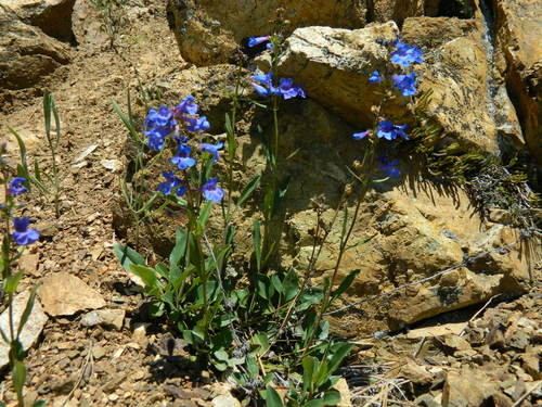 Rockvine Penstemon (Penstemon elegantulus)
