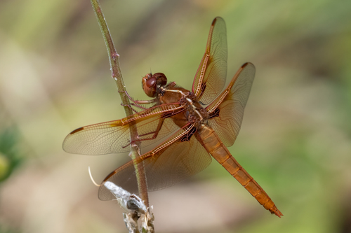 Flame skimmer