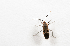 Physopelta gutta gutta