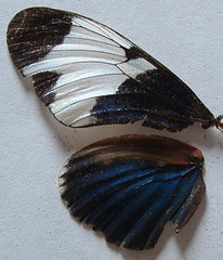 Heliconius sapho leuce