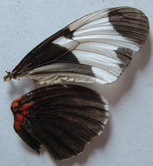 Heliconius sapho leuce
