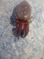 Poecilochroa poonaensis