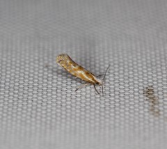 Argyresthia freyella