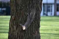 Sciurus carolinensis