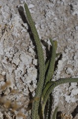 Ivesia kingii eremica