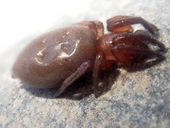 Poecilochroa poonaensis