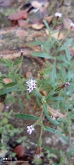 Stevia trifida