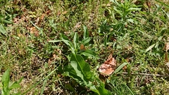 Lycaena phlaeas daimio