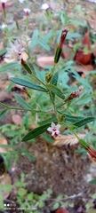 Stevia trifida