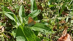 Lycaena phlaeas daimio