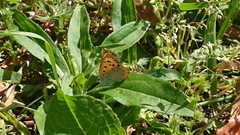 Lycaena phlaeas daimio
