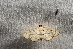 Goniorhynchus butyrosa