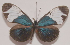 Heliconius sapho leuce