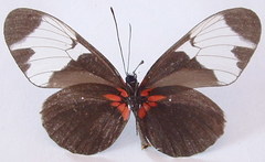 Heliconius sapho leuce