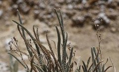 Ivesia kingii eremica