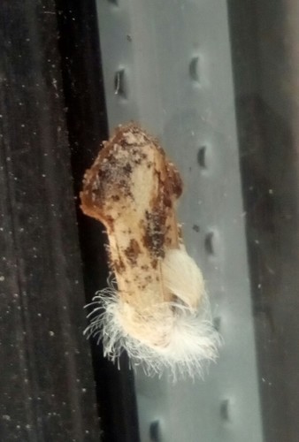 Frilly Grass Tubeworm Moth photo 3