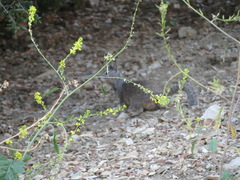 Otospermophilus beecheyi