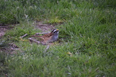 Zonotrichia albicollis