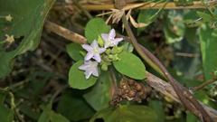 Jacquemontia paniculata