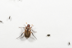 Anomala nigrolineata