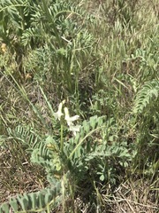 Astragalus drummondii