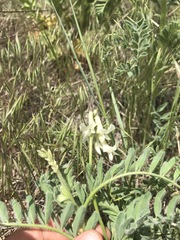 Astragalus drummondii
