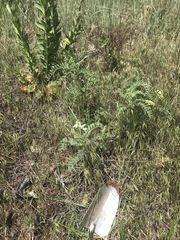 Astragalus drummondii