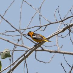 Icterus bullockii