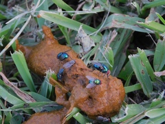 Lucilia eximia