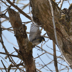 Setophaga coronata auduboni