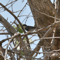Setophaga coronata auduboni
