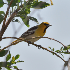Icterus bullockii