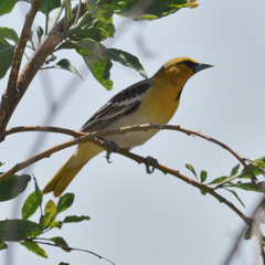 Icterus bullockii