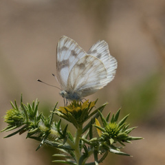 Pontia protodice