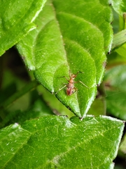 Tetramorium bicarinatum