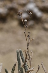 Ivesia kingii eremica