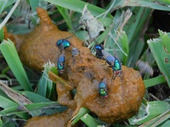 Lucilia eximia
