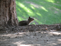 Otospermophilus beecheyi