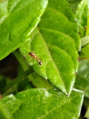 Tetramorium bicarinatum