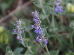 Nepeta racemosa