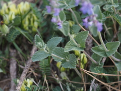 Nepeta racemosa