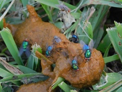 Lucilia eximia