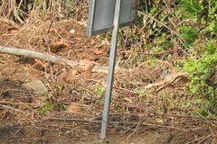 Bambusicola thoracicus