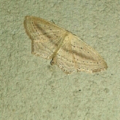 Scopula emutaria