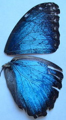 Morpho helenor narcissus