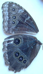 Morpho helenor narcissus
