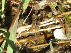 Apis mellifera