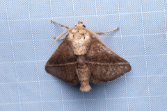 Quasithosea obliquistriga